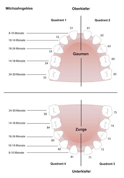 Video über die Hämorrhoide und die Gurke