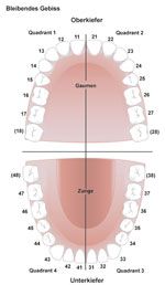 Ober- und Unterkiefer